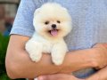 Kar beyaz Pomeranian Yavrular