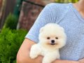 Kar beyaz Pomeranian Yavrular