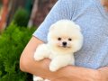 Kar beyaz Pomeranian Yavrular