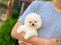 Kar beyaz Pomeranian Yavrular