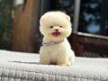 Kar beyaz Pomeranian Yavrular