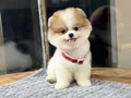 Sağlık Garantili Pomeranian Boo 