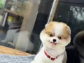 Sağlık Garantili Pomeranian Boo 