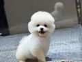 Sağlık Garantili Pomeranian Boo 