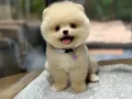 Sağlık Garantili Pomeranian Boo 