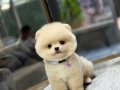 Sağlık Garantili Pomeranian Boo 