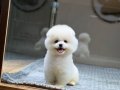 Sağlık Garantili Pomeranian Boo 