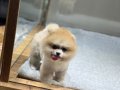 Sağlık Garantili Pomeranian Boo 