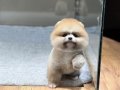 Sağlık Garantili Pomeranian Boo 