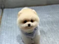 Sağlık Garantili Pomeranian Boo 