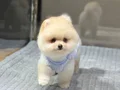 Sağlık Garantili Pomeranian Boo 