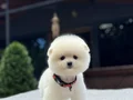 Irk Garantili Pomeranian Boo Yavrular 