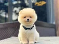 Irk Garantili Pomeranian Boo Yavrular 