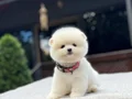 Irk Garantili Pomeranian Boo Yavrular 