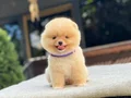 Irk Garantili Pomeranian Boo Yavrular 
