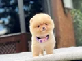 Irk Garantili Pomeranian Boo Yavrular 