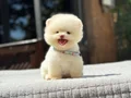 Irk Garantili Pomeranian Boo Yavrular 