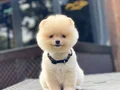 Irk Garantili Pomeranian Boo Yavrular 