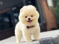 Irk Garantili Pomeranian Boo Yavrular 
