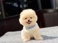 Irk Garantili Pomeranian Boo Yavrular 