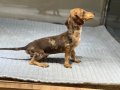 Merle Dachshund Yavrular