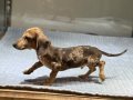 Merle Dachshund Yavrular