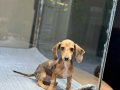 Merle Dachshund Yavrular