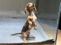 Merle Dachshund Yavrular