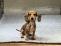 Merle Dachshund Yavrular