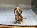 Merle Dachshund Yavrular