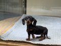 Merle Dachshund Yavrular