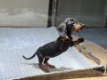 Merle Dachshund Yavrular