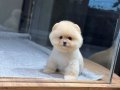 Sağlık Garantili Pomeranian Boo 