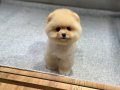 Sağlık Garantili Pomeranian Boo 