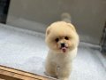 Sağlık Garantili Pomeranian Boo 