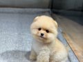 Sağlık Garantili Pomeranian Boo 