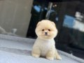 Sağlık Garantili Pomeranian Boo 