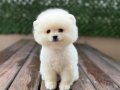 Sağlık Garantili Pomeranian Boo 