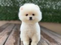 Sağlık Garantili Pomeranian Boo 