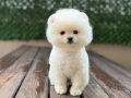 Sağlık Garantili Pomeranian Boo 