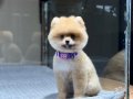 Sağlık Garantili Pomeranian Boo 
