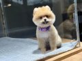 Sağlık Garantili Pomeranian Boo 