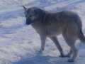 Wolfdog köpeği 2 yaşına henüz girmemiş Çekoslovakya kurdu