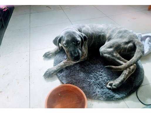 5aylık cane corso yavrusu