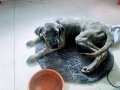 5aylık cane corso yavrusu