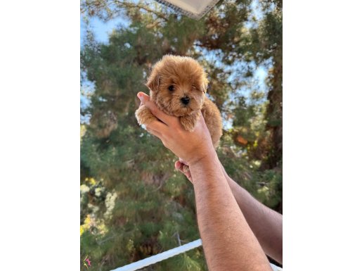 Orjinal Irk Ve Sağlık Garantili Maltipoo bebekler