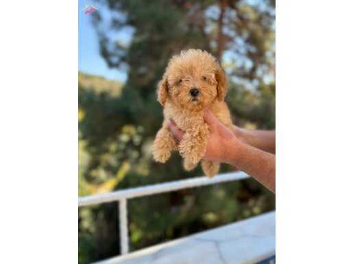 Orjinal Irk Ve Sağlık Garantili Poodle bebekler