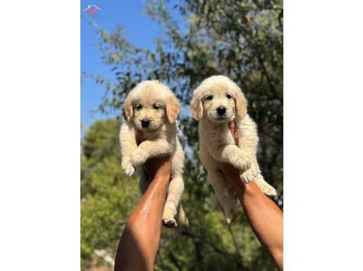 Orjinal ırk Ve sağlık Garantili Golden Retriever