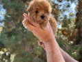 Orjinal Irk Ve Sağlık Garantili Maltipoo bebekler