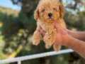 Orjinal Irk Ve Sağlık Garantili Poodle bebekler